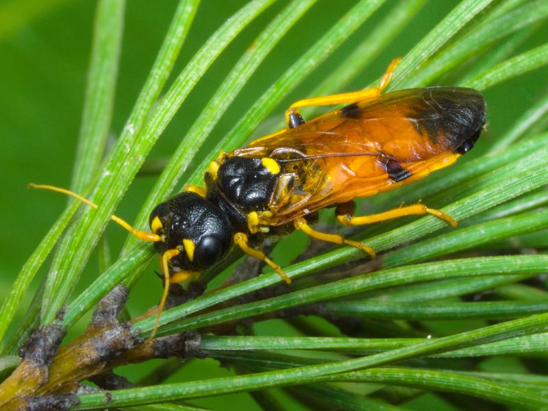 Acantholyda hieroglyphica (Christ, 1791)